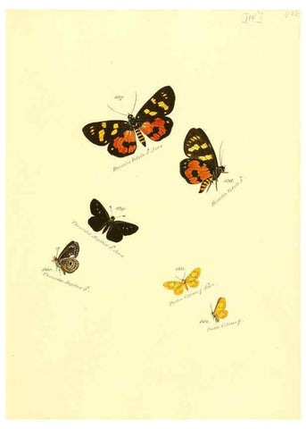 Reproducción/Reproduction 6105906867: Zuträge zur Sammlung exotischer Schmettlinge [sic] atlas Augsburg :bey dem Verfasser zu finden,1818-1837