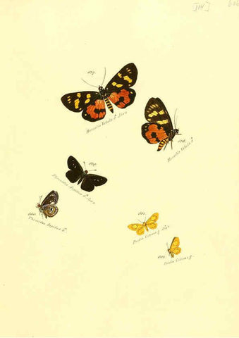 Reproducción/Reproduction 6105906867: Zuträge zur Sammlung exotischer Schmettlinge [sic] atlas Augsburg :bey dem Verfasser zu finden,1818-1837