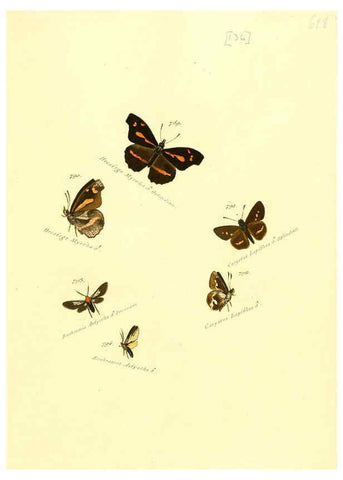 Reproducción/Reproduction 6106460828: Zuträge zur Sammlung exotischer Schmettlinge [sic] atlas Augsburg :bey dem Verfasser zu finden,1818-1837