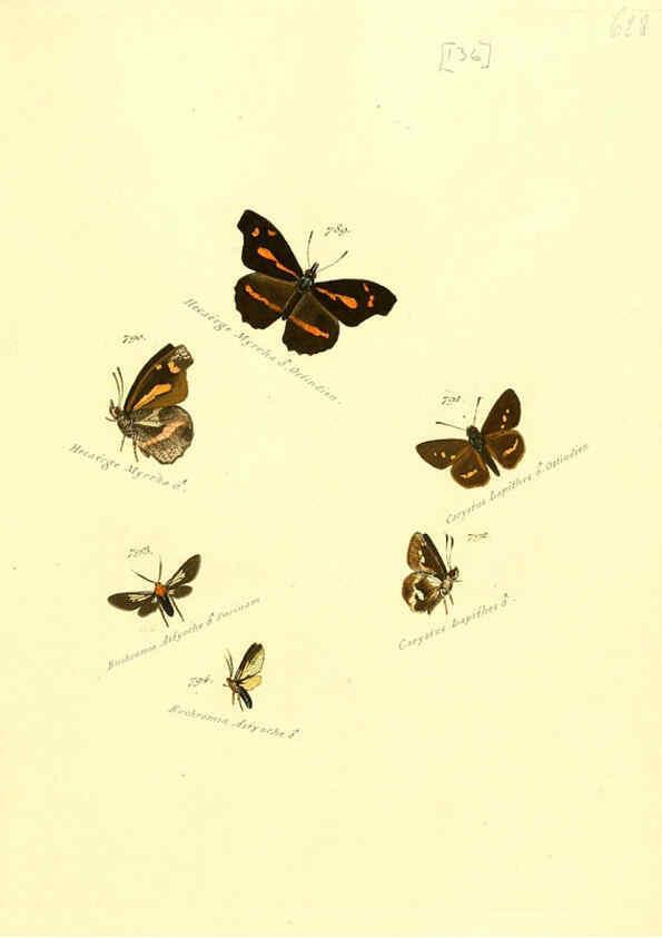 Reproducción/Reproduction 6106460828: Zuträge zur Sammlung exotischer Schmettlinge [sic] atlas Augsburg :bey dem Verfasser zu finden,1818-1837