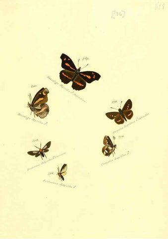Reproducción/Reproduction 6106460828: Zuträge zur Sammlung exotischer Schmettlinge [sic] atlas Augsburg :bey dem Verfasser zu finden,1818-1837