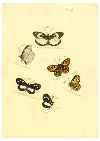 Reproducción/Reproduction 6106461056: Zuträge zur Sammlung exotischer Schmettlinge [sic] atlas Augsburg :bey dem Verfasser zu finden,1818-1837