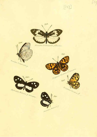 Reproducción/Reproduction 6106461056: Zuträge zur Sammlung exotischer Schmettlinge [sic] atlas Augsburg :bey dem Verfasser zu finden,1818-1837