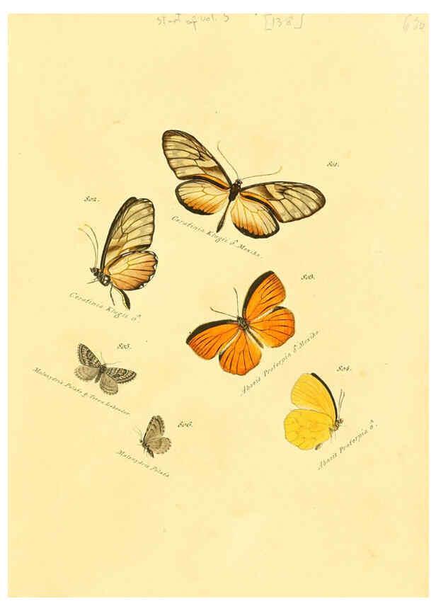 Reproducción/Reproduction 6105915939: Zuträge zur Sammlung exotischer Schmettlinge [sic] atlas Augsburg :bey dem Verfasser zu finden,1818-1837