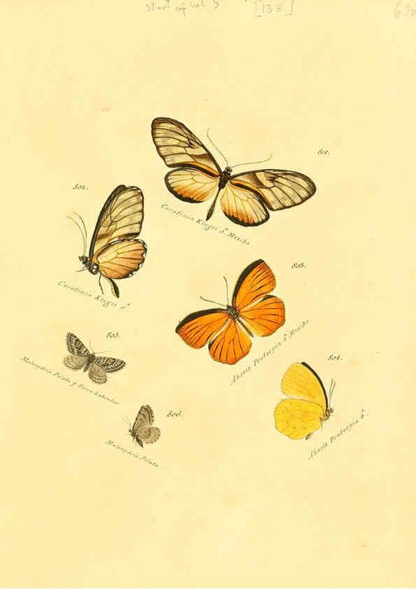 Reproducción/Reproduction 6105915939: Zuträge zur Sammlung exotischer Schmettlinge [sic] atlas Augsburg :bey dem Verfasser zu finden,1818-1837