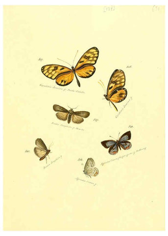 Reproducción/Reproduction 6105916193: Zuträge zur Sammlung exotischer Schmettlinge [sic] atlas Augsburg :bey dem Verfasser zu finden,1818-1837