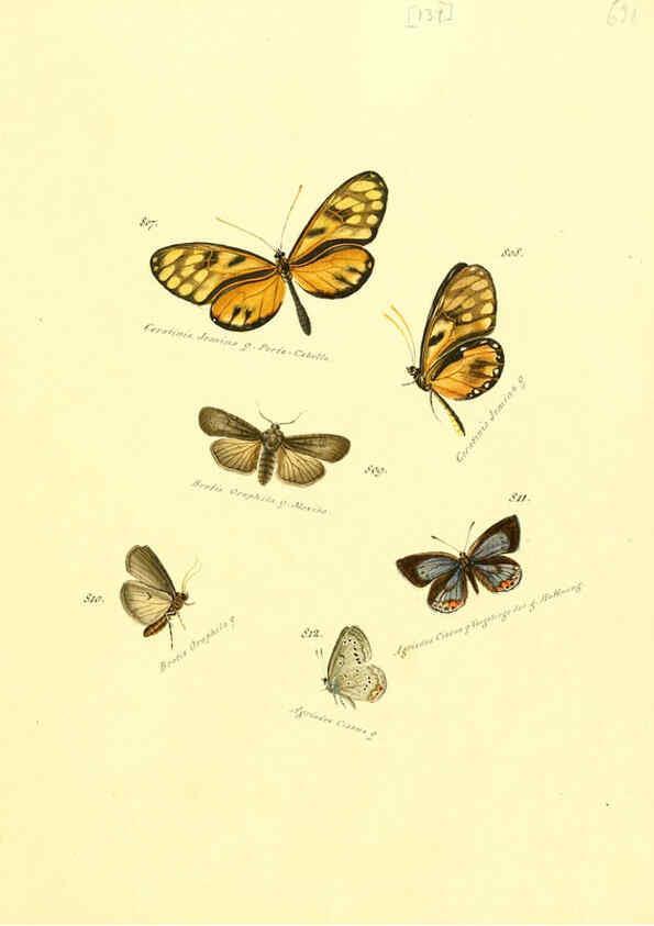 Reproducción/Reproduction 6105916193: Zuträge zur Sammlung exotischer Schmettlinge [sic] atlas Augsburg :bey dem Verfasser zu finden,1818-1837