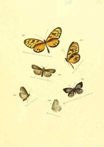Reproducción/Reproduction 6105916193: Zuträge zur Sammlung exotischer Schmettlinge [sic] atlas Augsburg :bey dem Verfasser zu finden,1818-1837