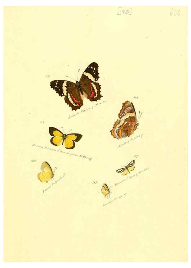 Reproducción/Reproduction 6106461952: Zuträge zur Sammlung exotischer Schmettlinge [sic] atlas Augsburg :bey dem Verfasser zu finden,1818-1837
