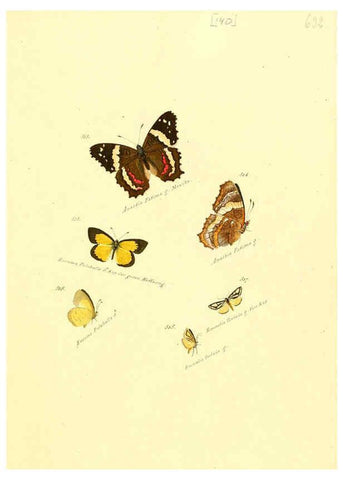 Reproducción/Reproduction 6106461952: Zuträge zur Sammlung exotischer Schmettlinge [sic] atlas Augsburg :bey dem Verfasser zu finden,1818-1837