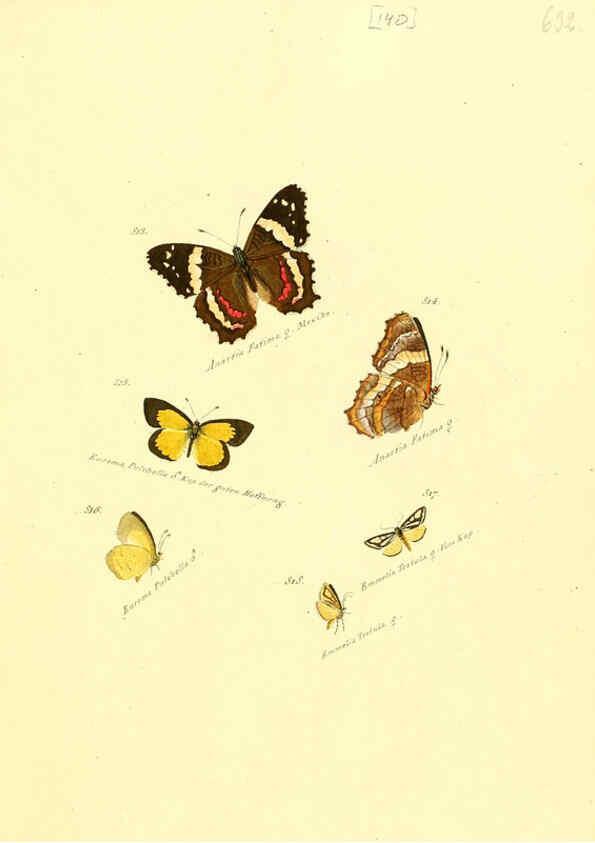 Reproducción/Reproduction 6106461952: Zuträge zur Sammlung exotischer Schmettlinge [sic] atlas Augsburg :bey dem Verfasser zu finden,1818-1837