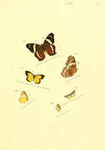 Reproducción/Reproduction 6106461952: Zuträge zur Sammlung exotischer Schmettlinge [sic] atlas Augsburg :bey dem Verfasser zu finden,1818-1837
