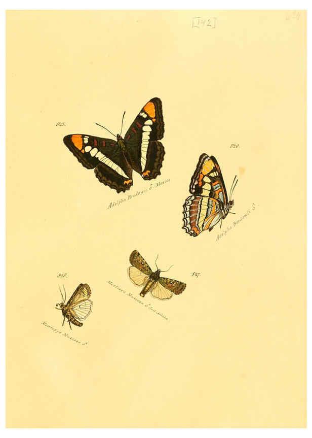 Reproducción/Reproduction 6105917059: Zuträge zur Sammlung exotischer Schmettlinge [sic] atlas Augsburg :bey dem Verfasser zu finden,1818-1837