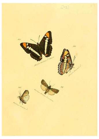 Reproducción/Reproduction 6105917059: Zuträge zur Sammlung exotischer Schmettlinge [sic] atlas Augsburg :bey dem Verfasser zu finden,1818-1837