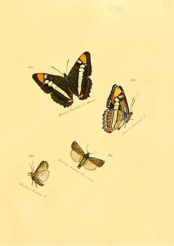 Reproducción/Reproduction 6105917059: Zuträge zur Sammlung exotischer Schmettlinge [sic] atlas Augsburg :bey dem Verfasser zu finden,1818-1837