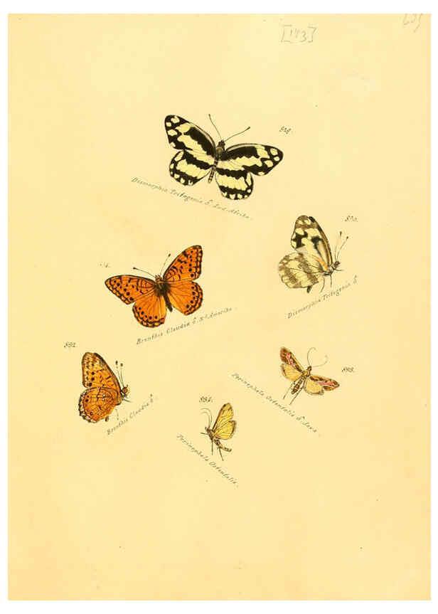 Reproducción/Reproduction 6106462686: Zuträge zur Sammlung exotischer Schmettlinge [sic] atlas Augsburg :bey dem Verfasser zu finden,1818-1837