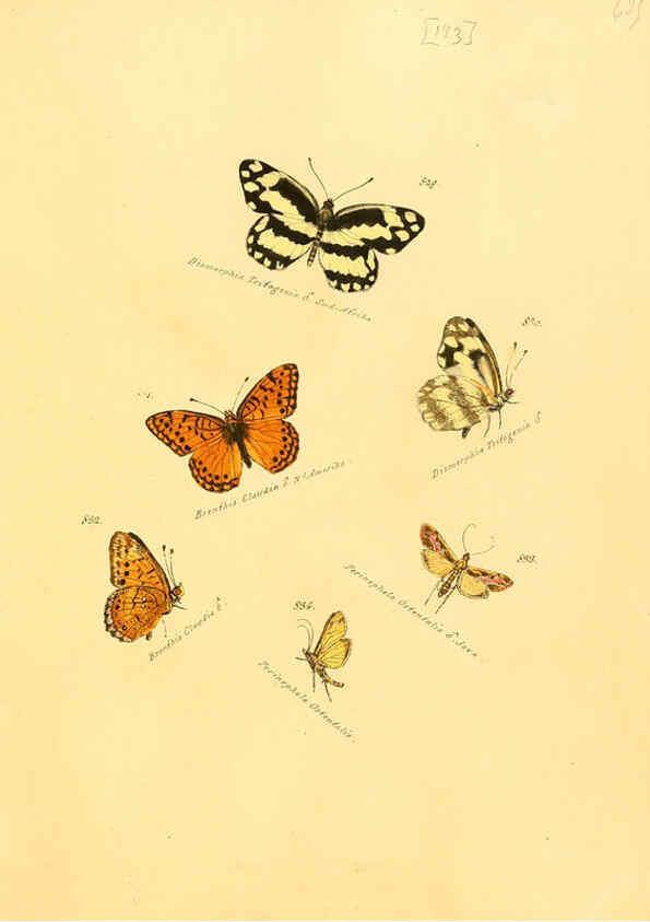 Reproducción/Reproduction 6106462686: Zuträge zur Sammlung exotischer Schmettlinge [sic] atlas Augsburg :bey dem Verfasser zu finden,1818-1837