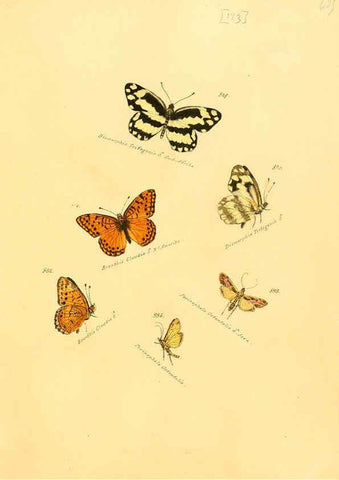 Reproducción/Reproduction 6106462686: Zuträge zur Sammlung exotischer Schmettlinge [sic] atlas Augsburg :bey dem Verfasser zu finden,1818-1837