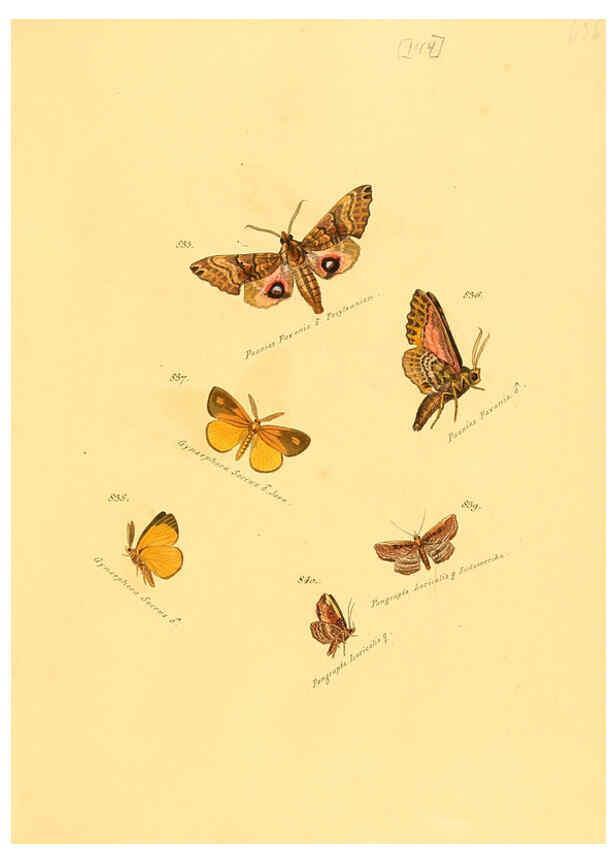 Reproducción/Reproduction 6105917485: Zuträge zur Sammlung exotischer Schmettlinge [sic] atlas Augsburg :bey dem Verfasser zu finden,1818-1837