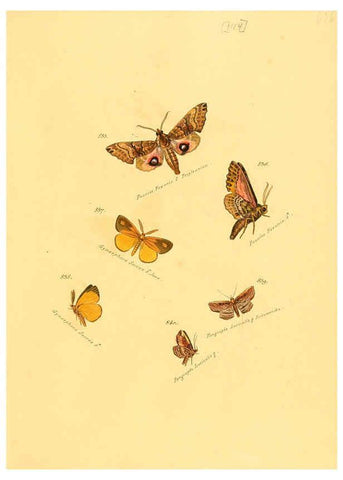 Reproducción/Reproduction 6105917485: Zuträge zur Sammlung exotischer Schmettlinge [sic] atlas Augsburg :bey dem Verfasser zu finden,1818-1837