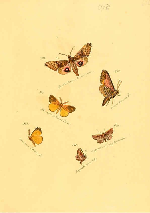 Reproducción/Reproduction 6105917485: Zuträge zur Sammlung exotischer Schmettlinge [sic] atlas Augsburg :bey dem Verfasser zu finden,1818-1837