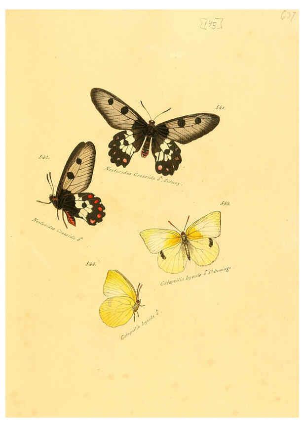 Reproducción/Reproduction 6105917725: Zuträge zur Sammlung exotischer Schmettlinge [sic] atlas Augsburg :bey dem Verfasser zu finden,1818-1837