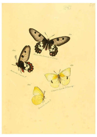 Reproducción/Reproduction 6105917725: Zuträge zur Sammlung exotischer Schmettlinge [sic] atlas Augsburg :bey dem Verfasser zu finden,1818-1837