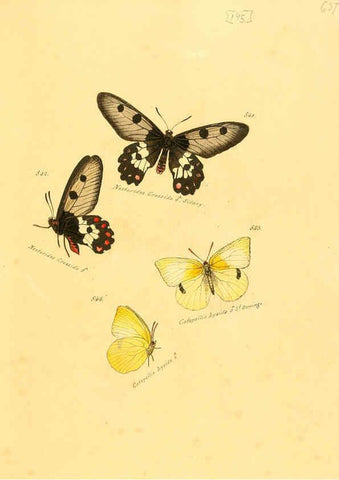 Reproducción/Reproduction 6105917725: Zuträge zur Sammlung exotischer Schmettlinge [sic] atlas Augsburg :bey dem Verfasser zu finden,1818-1837