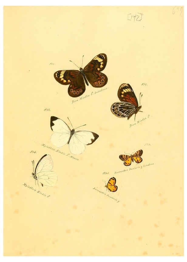 Reproducción/Reproduction 6105918283: Zuträge zur Sammlung exotischer Schmettlinge [sic] atlas Augsburg :bey dem Verfasser zu finden,1818-1837