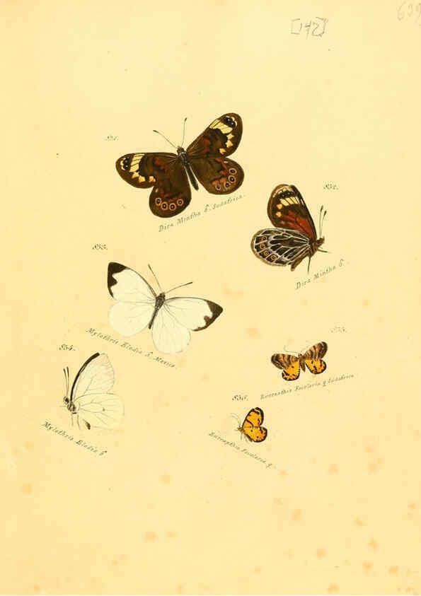 Reproducción/Reproduction 6105918283: Zuträge zur Sammlung exotischer Schmettlinge [sic] atlas Augsburg :bey dem Verfasser zu finden,1818-1837