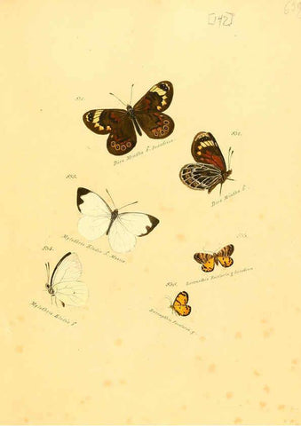 Reproducción/Reproduction 6105918283: Zuträge zur Sammlung exotischer Schmettlinge [sic] atlas Augsburg :bey dem Verfasser zu finden,1818-1837