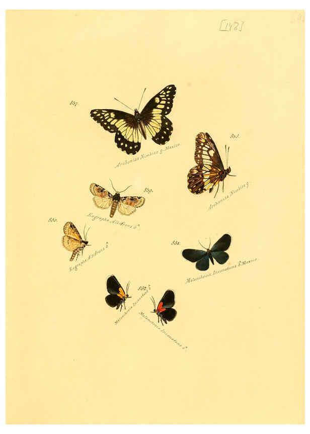 Reproducción/Reproduction 6106464050: Zuträge zur Sammlung exotischer Schmettlinge [sic] atlas Augsburg :bey dem Verfasser zu finden,1818-1837