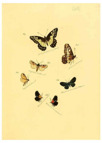 Reproducción/Reproduction 6106464050: Zuträge zur Sammlung exotischer Schmettlinge [sic] atlas Augsburg :bey dem Verfasser zu finden,1818-1837