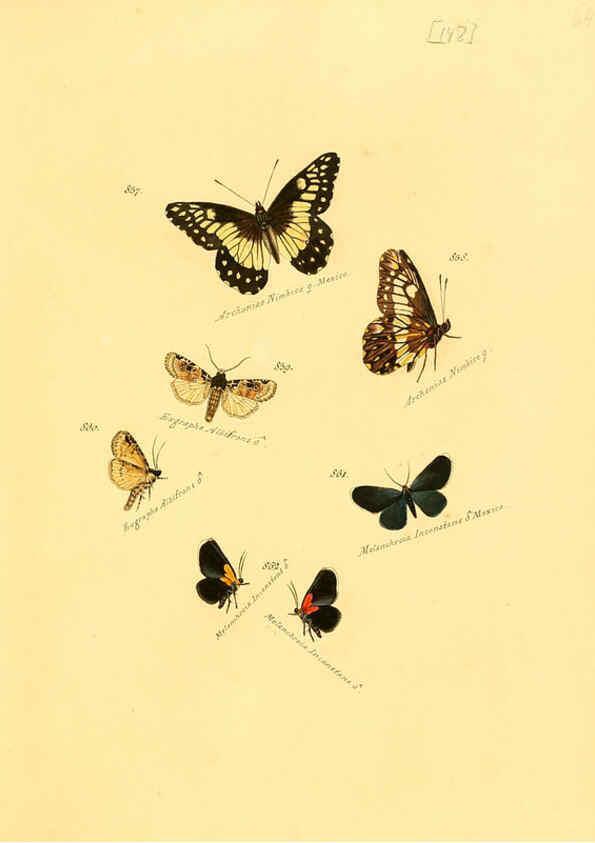 Reproducción/Reproduction 6106464050: Zuträge zur Sammlung exotischer Schmettlinge [sic] atlas Augsburg :bey dem Verfasser zu finden,1818-1837