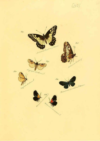 Reproducción/Reproduction 6106464050: Zuträge zur Sammlung exotischer Schmettlinge [sic] atlas Augsburg :bey dem Verfasser zu finden,1818-1837