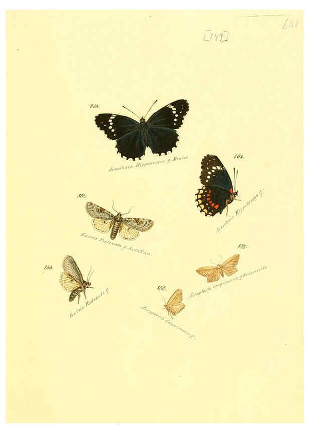Reproducción/Reproduction 6105918745: Zuträge zur Sammlung exotischer Schmettlinge [sic] atlas Augsburg :bey dem Verfasser zu finden,1818-1837