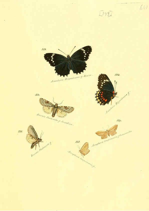 Reproducción/Reproduction 6105918745: Zuträge zur Sammlung exotischer Schmettlinge [sic] atlas Augsburg :bey dem Verfasser zu finden,1818-1837
