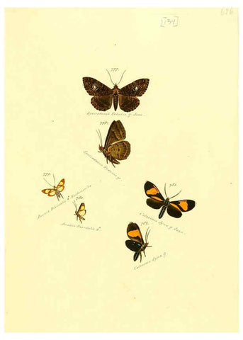 Reproducción/Reproduction 6106460340: Zuträge zur Sammlung exotischer Schmettlinge [sic] atlas Augsburg :bey dem Verfasser zu finden,1818-1837