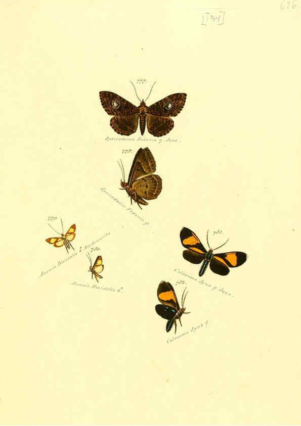 Reproducción/Reproduction 6106460340: Zuträge zur Sammlung exotischer Schmettlinge [sic] atlas Augsburg :bey dem Verfasser zu finden,1818-1837