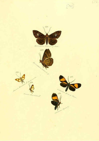 Reproducción/Reproduction 6106460340: Zuträge zur Sammlung exotischer Schmettlinge [sic] atlas Augsburg :bey dem Verfasser zu finden,1818-1837
