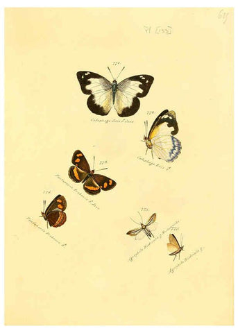 Reproducción/Reproduction 6105914625: Zuträge zur Sammlung exotischer Schmettlinge [sic] atlas Augsburg :bey dem Verfasser zu finden,1818-1837