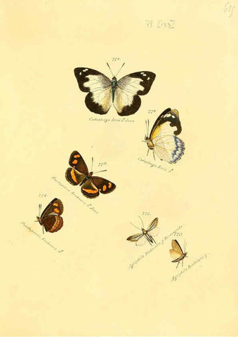 Reproducción/Reproduction 6105914625: Zuträge zur Sammlung exotischer Schmettlinge [sic] atlas Augsburg :bey dem Verfasser zu finden,1818-1837