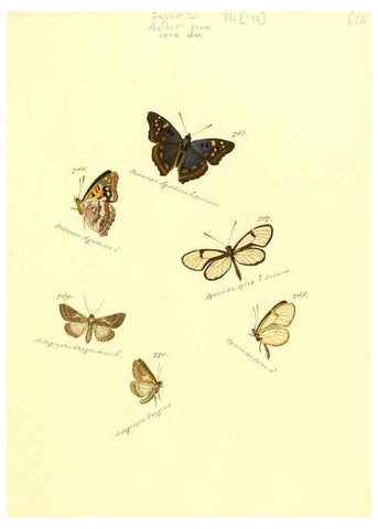 Reproducción/Reproduction 6106459956: Zuträge zur Sammlung exotischer Schmettlinge [sic] atlas Augsburg :bey dem Verfasser zu finden,1818-1837
