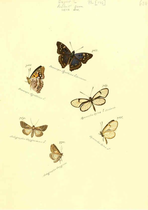Reproducción/Reproduction 6106459956: Zuträge zur Sammlung exotischer Schmettlinge [sic] atlas Augsburg :bey dem Verfasser zu finden,1818-1837