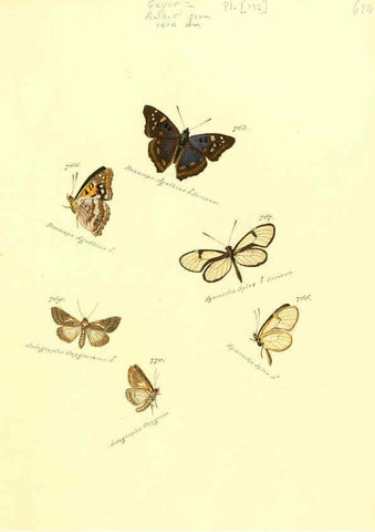 Reproducción/Reproduction 6106459956: Zuträge zur Sammlung exotischer Schmettlinge [sic] atlas Augsburg :bey dem Verfasser zu finden,1818-1837