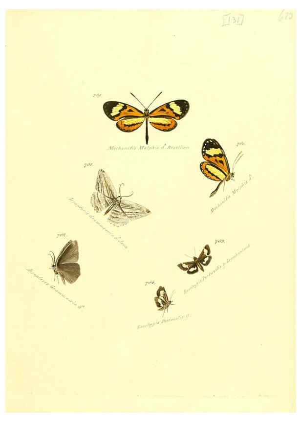 Reproducción/Reproduction 6106459718: Zuträge zur Sammlung exotischer Schmettlinge [sic] atlas Augsburg :bey dem Verfasser zu finden,1818-1837