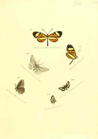 Reproducción/Reproduction 6106459718: Zuträge zur Sammlung exotischer Schmettlinge [sic] atlas Augsburg :bey dem Verfasser zu finden,1818-1837