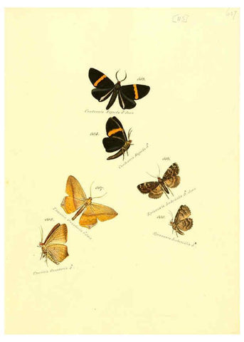 Reproducción/Reproduction 6106452462: Zuträge zur Sammlung exotischer Schmettlinge [sic] atlas Augsburg :bey dem Verfasser zu finden,1818-1837