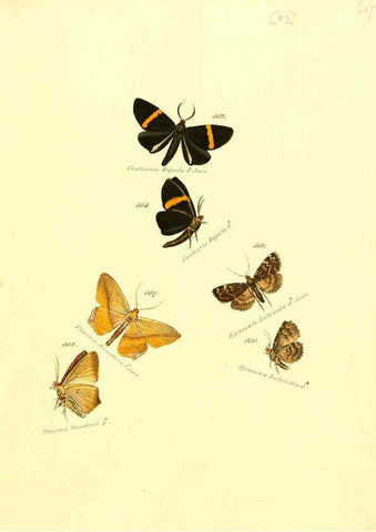 Reproducción/Reproduction 6106452462: Zuträge zur Sammlung exotischer Schmettlinge [sic] atlas Augsburg :bey dem Verfasser zu finden,1818-1837