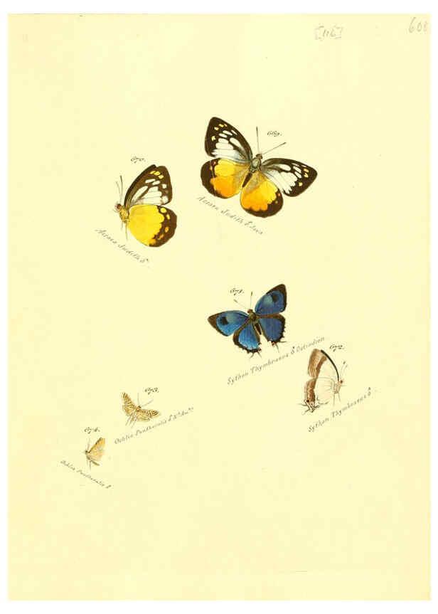 Reproducción/Reproduction 6106455616: Zuträge zur Sammlung exotischer Schmettlinge [sic] atlas Augsburg :bey dem Verfasser zu finden,1818-1837